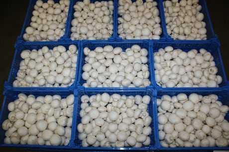 Button Mushroom Cultivation in Non Mechanized farm